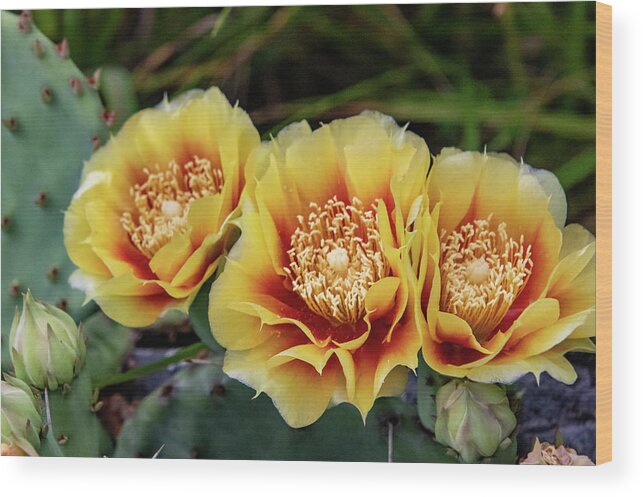 Flower Wood Print featuring the photograph Cactus Flowers by Matt Sexton