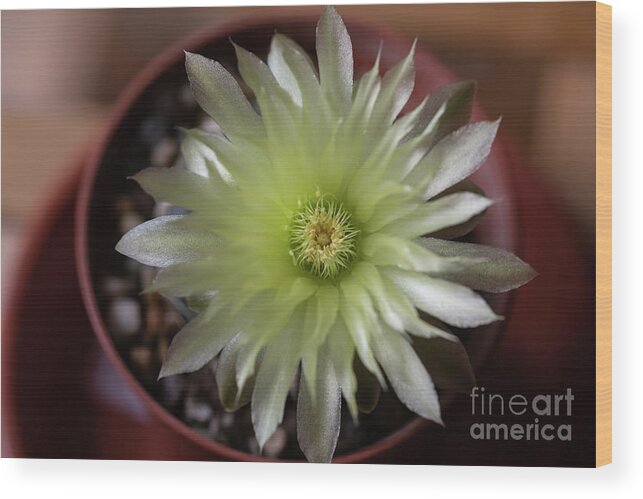 Gymnocalycium Denudatum Wood Print featuring the photograph Cactus in Blossom by Eva Lechner