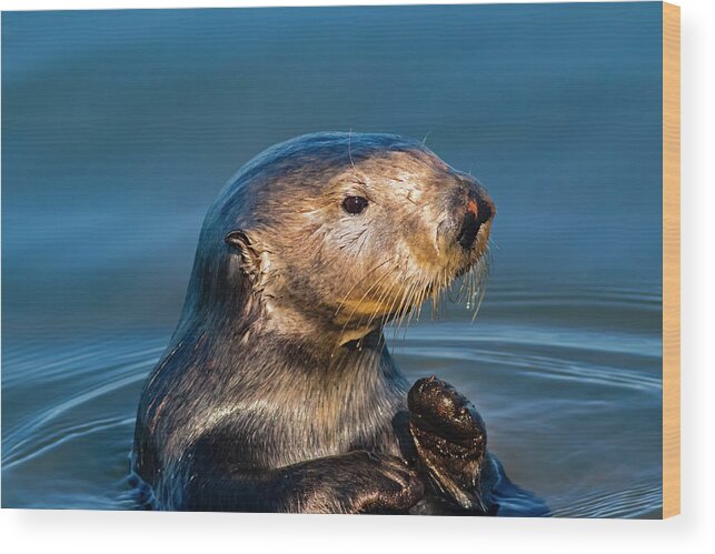 California Coast Wood Print featuring the photograph California Sea Otter by Mark Miller