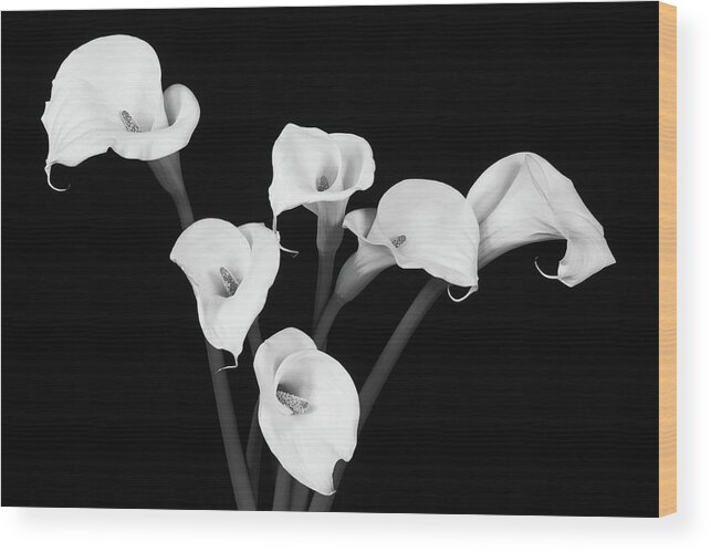 Calla Lillies Wood Print featuring the photograph Calla Lillies x 6 Black and White by Steve Templeton