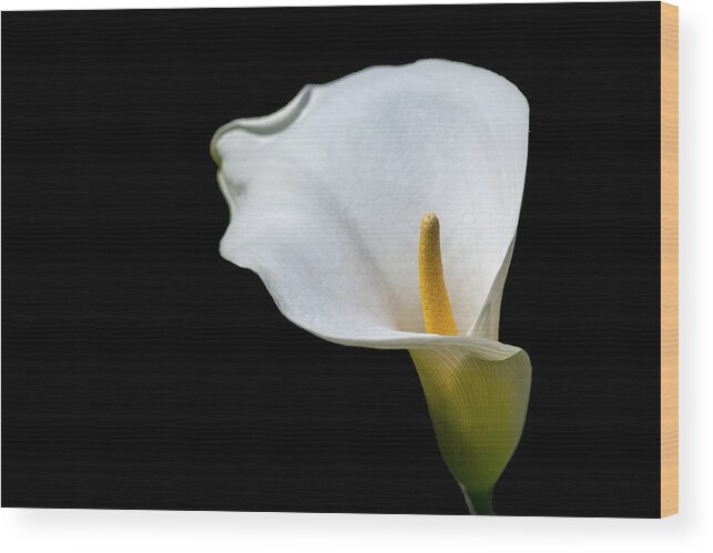 Calla Lily Wood Print featuring the photograph Calla Lily 3 by Kathy Paynter