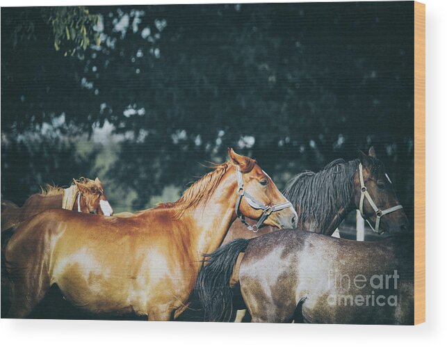 Horse Wood Print featuring the photograph Calm horses III by Dimitar Hristov
