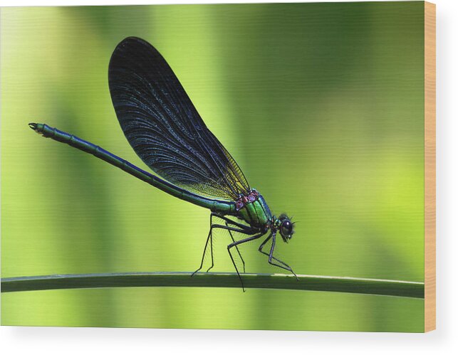 Calopteryx Wood Print featuring the photograph Calopteryx virgo - the Beautiful Demoiselle by Olivier Parent