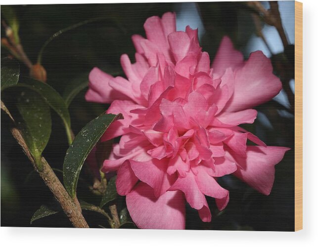 Camellia Wood Print featuring the photograph Camellia IV by Mingming Jiang