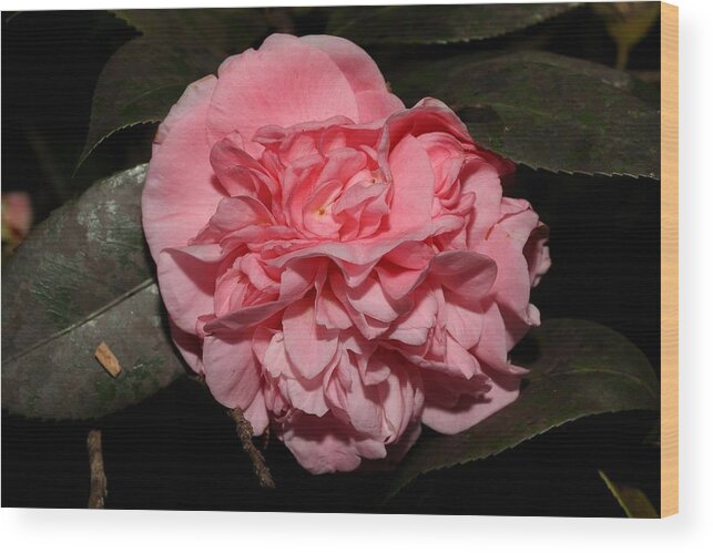 Camellia Wood Print featuring the photograph Camellia X by Mingming Jiang