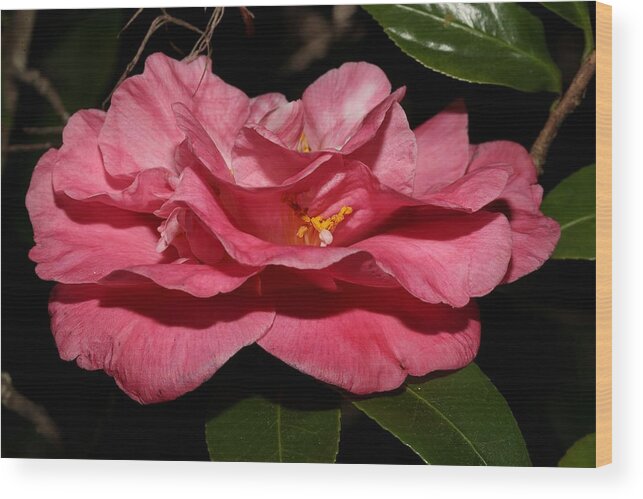 Camellia Wood Print featuring the photograph Camellia XIII by Mingming Jiang