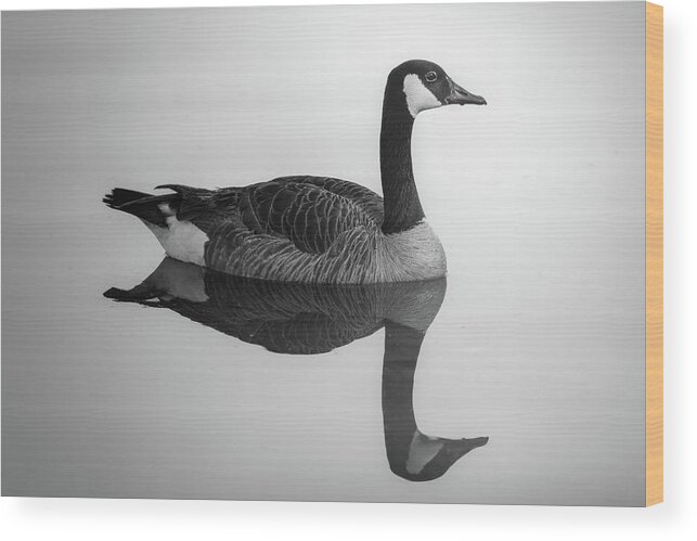 Canada Goose Wood Print featuring the photograph Canada Goose Reflection Black And White by Jordan Hill