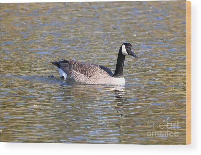 Canada Goose Wood Print featuring the photograph Canada Goose Swimming by Carol Groenen