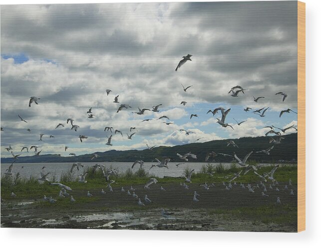 Grass Wood Print featuring the photograph Canada, New Brunswick, Campbellton, Flock of seagulls flying by Takao Shioguchi