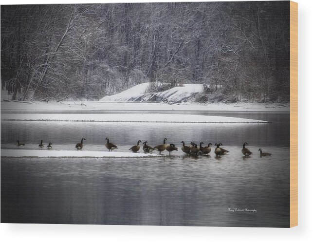 Waterfowl Wood Print featuring the photograph Canadian Geese Gathering by Mary Walchuck