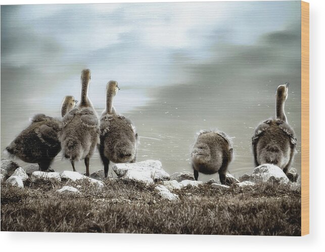 Canadian Geese Wood Print featuring the photograph Canadian Geese Series 1 by Darlene Kwiatkowski