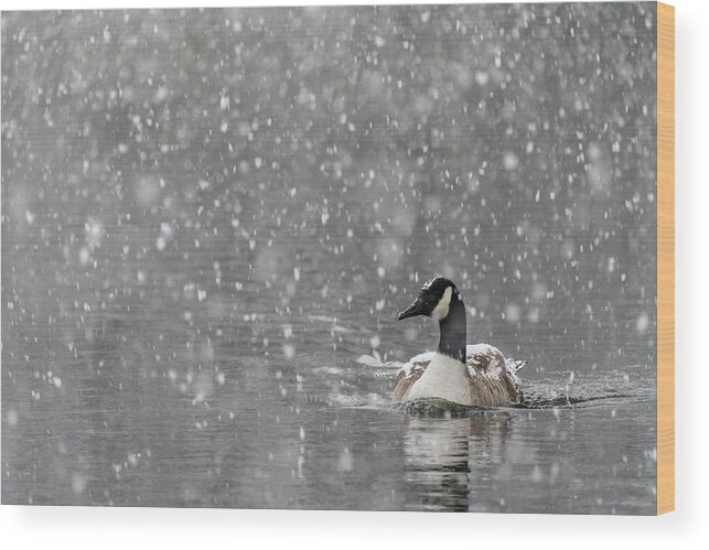 North America Wood Print featuring the photograph Canadian Goose in Snow 2 by Melissa Southern
