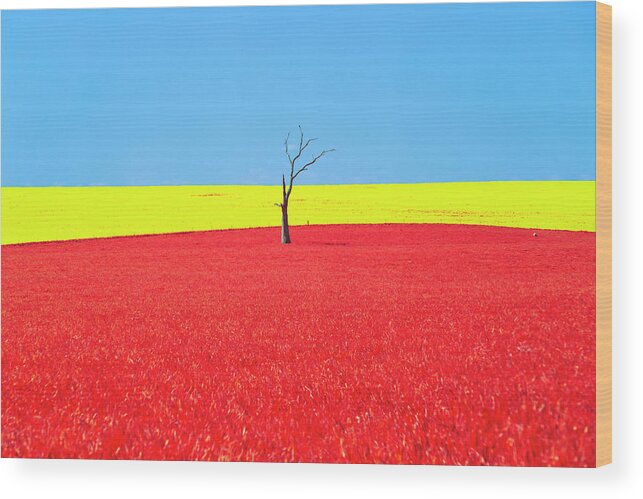 Canola Wood Print featuring the photograph Canola Red by Ari Rex