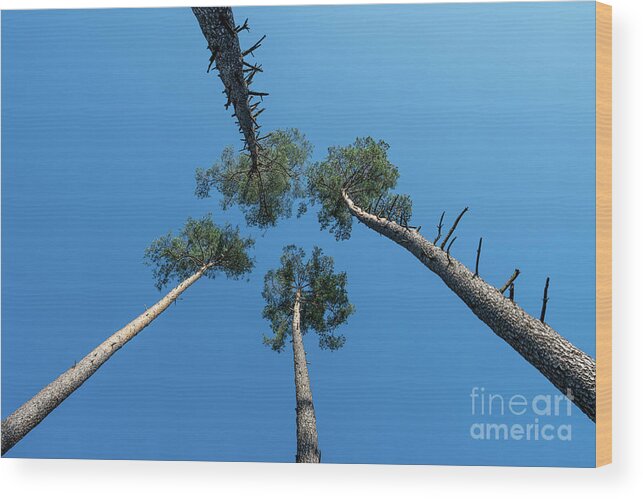 Tree Wood Print featuring the photograph Canopies And Stems Of Four High Conifers Growing Close Together To The Blue Sky by Andreas Berthold