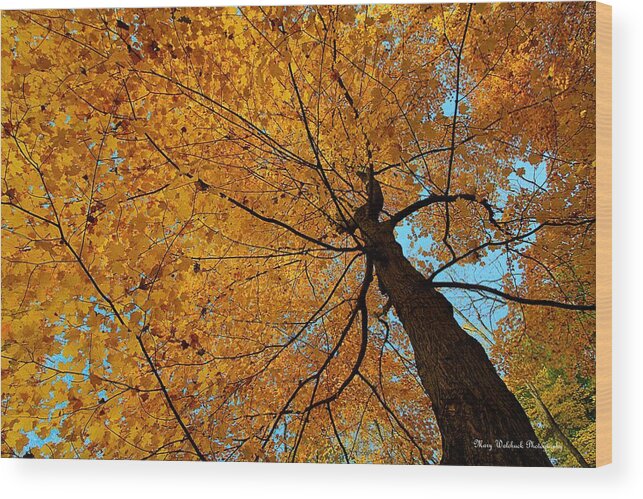 Autumn Leaves Wood Print featuring the photograph Canopy of Color by Mary Walchuck