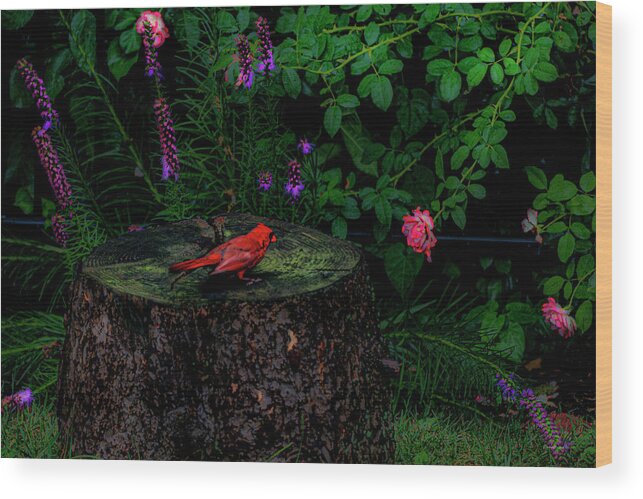 Cardinal. Red Bird Wood Print featuring the photograph Cardinal #4 by Diane Lindon Coy