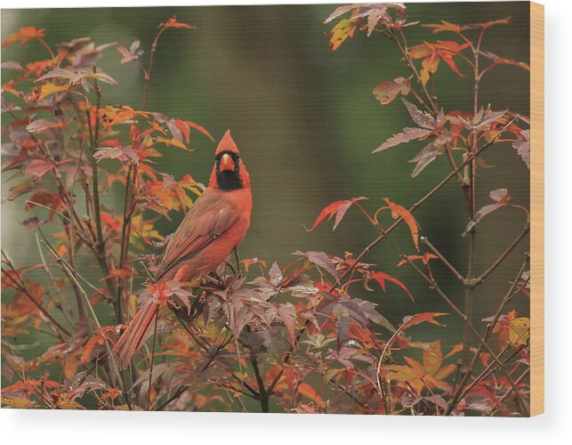 Bird Wood Print featuring the photograph Cardinal by Doug McPherson