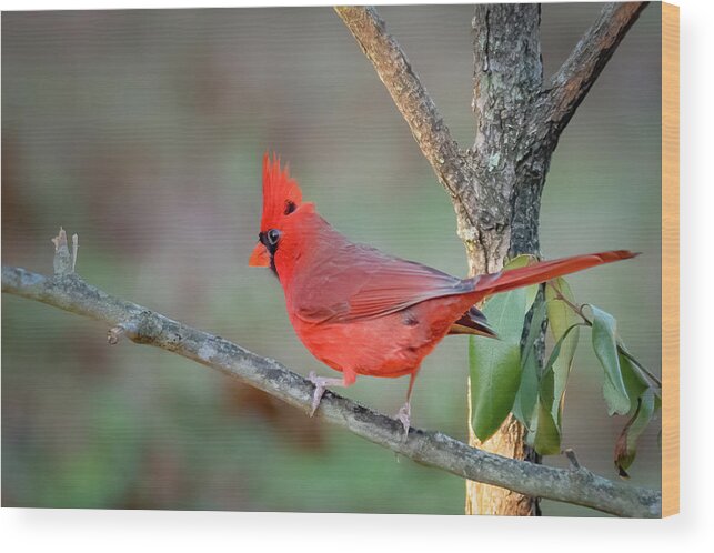 Bird Wood Print featuring the photograph Cardinal Red by John Kirkland