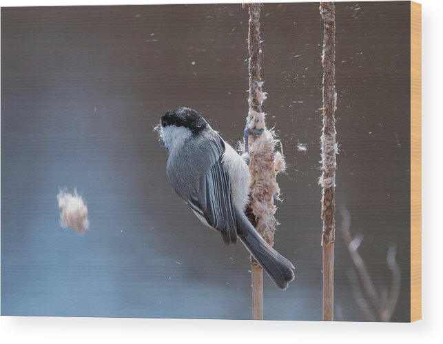 Action Wood Print featuring the photograph Carolina Chickadee Feeding on Cattail by Liza Eckardt