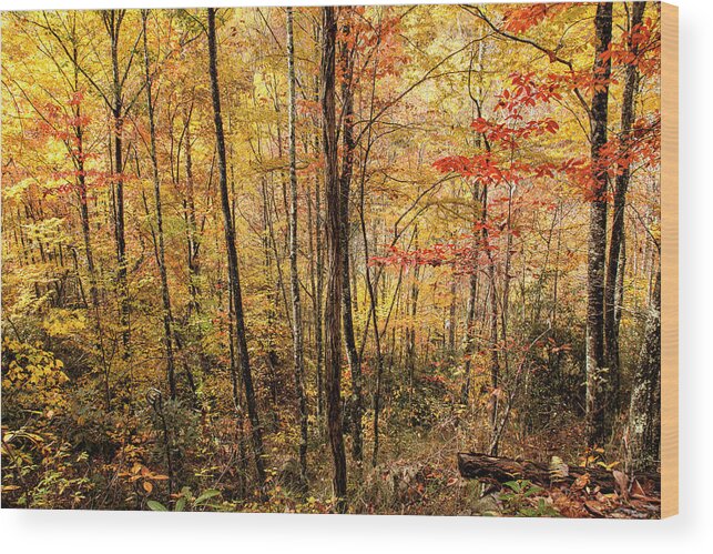 Beech Mountain Wood Print featuring the photograph Carolina Color by Phil Marty