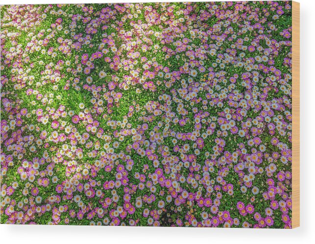 Carpet Wood Print featuring the photograph Carpet of flowers by Dubi Roman