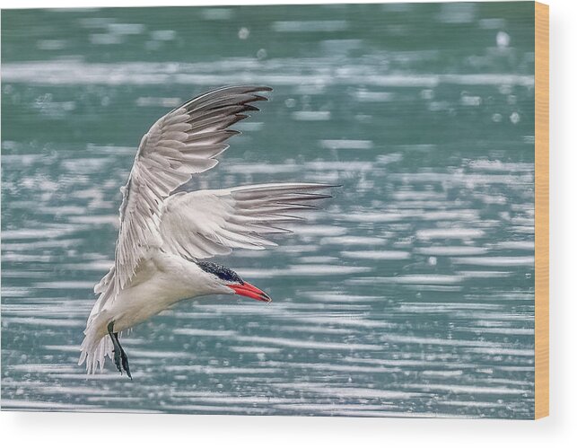 Caspian Tern Wood Print featuring the photograph Caspian Tern by Timothy Anable