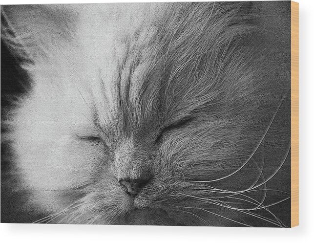 Black Wood Print featuring the photograph Cat Nap by Cathy Kovarik