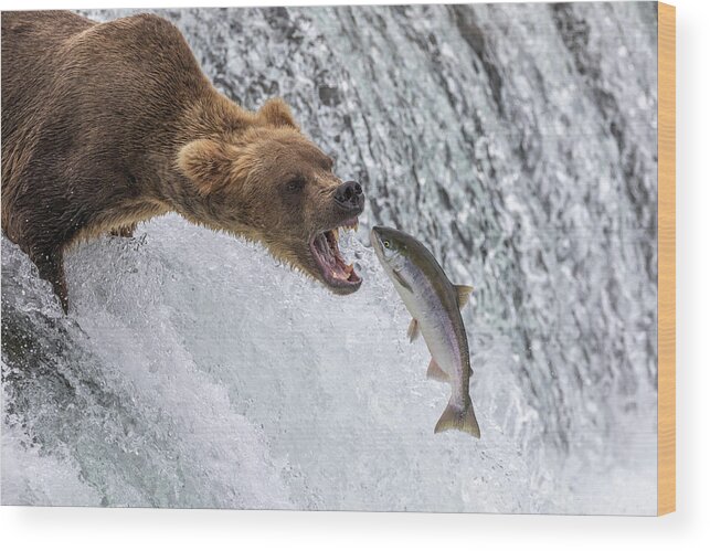 Grizzly Wood Print featuring the photograph Catch of the Day by Randy Robbins