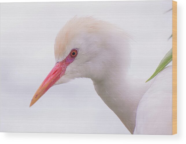 Cattle Wood Print featuring the photograph Cattle Egret by Carolyn Hutchins