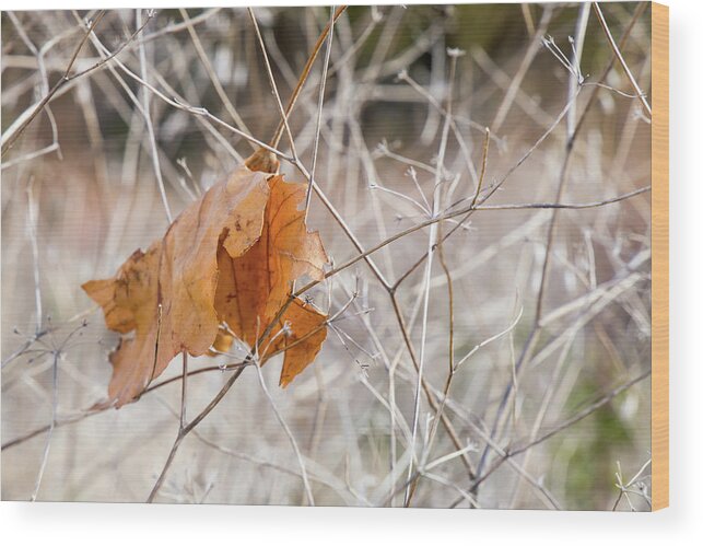 Autumn Wood Print featuring the photograph Caught in a Trap by Toni Hopper