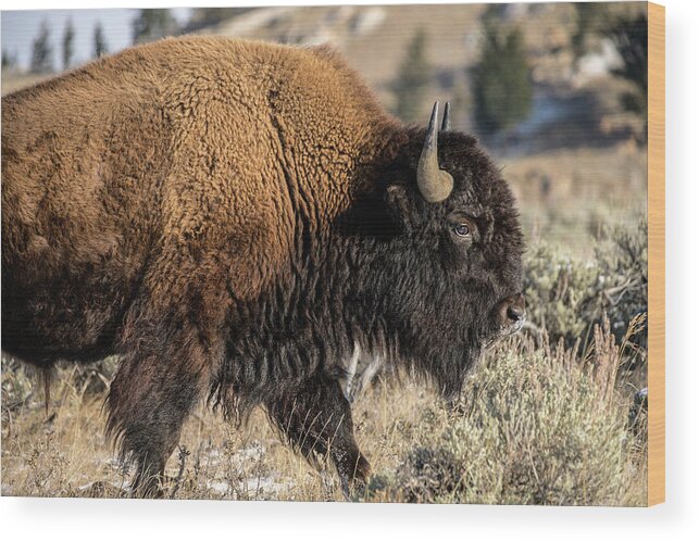 Bison Wood Print featuring the photograph CDpx_00318 by Clark Dunbar