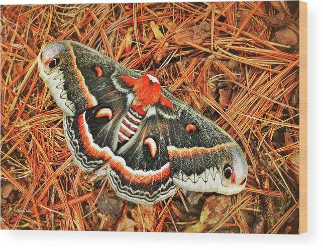 Cecropia Moth Wood Print featuring the photograph Cecropia Moth by Christina Rollo