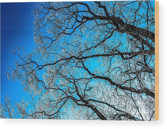 Abstract Wood Print featuring the photograph Chaotic System Of Ice Covered Tree Branches With Blue Sky by Andreas Berthold