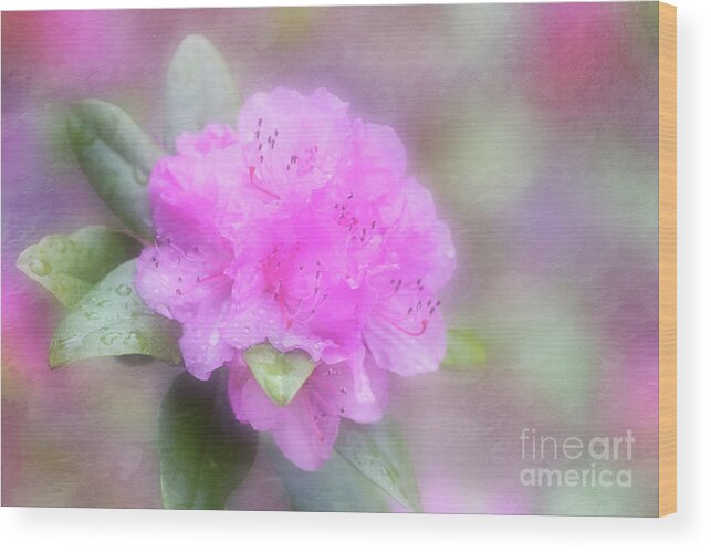 Rhododendron Wood Print featuring the digital art Charmiing and Sassy Olga Mezitt Rhododendron by Anita Pollak