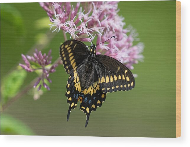 Butterfly Wood Print featuring the photograph Chasing Butterflies by Linda Bonaccorsi