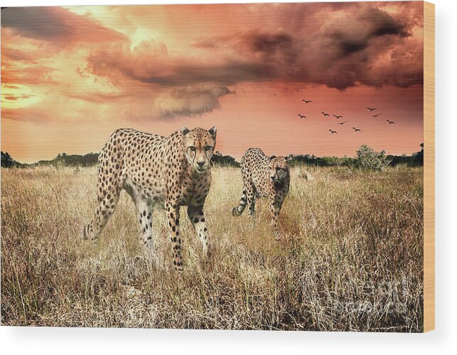 Cheetah Wood Print featuring the photograph Cheetah Hunt by Ed Taylor