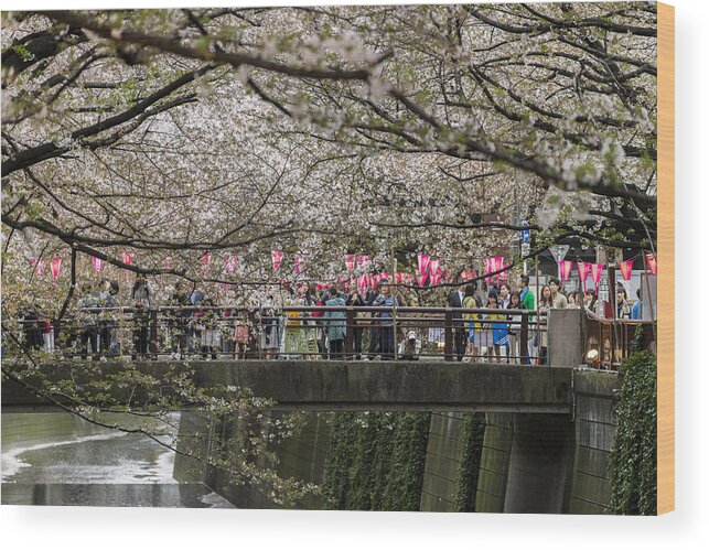 Cool Attitude Wood Print featuring the photograph Cherry Blossom season at Nakameguro, Tokyo, Japan by Mauro_Repossini
