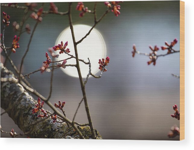 Taiwan Cherry Wood Print featuring the photograph Cherry Tree Mood by Rachel Morrison