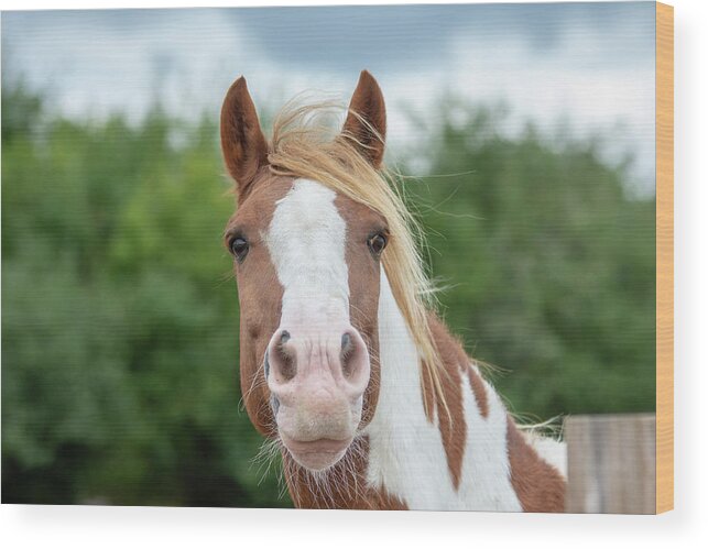 Horse Wood Print featuring the photograph Chestnut and White Horse Portrait by Gareth Parkes