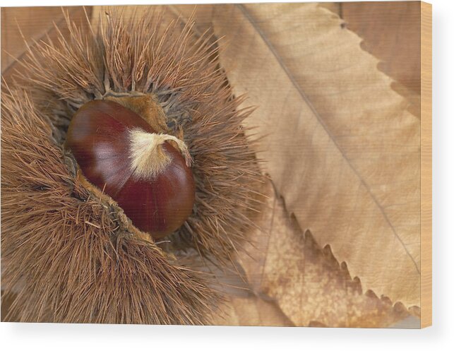 Nut Wood Print featuring the photograph Chestnut close up by Maria Toutoudaki