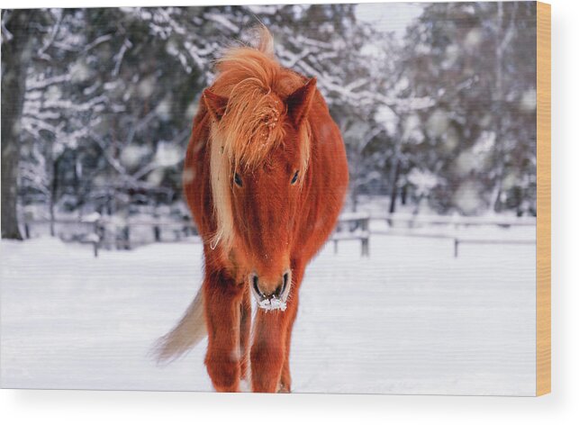 Horse Wood Print featuring the photograph Chestnut Horse in Snowy Winter Landscape by Nicklas Gustafsson