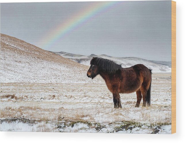 Farm Wood Print featuring the photograph Chestnut Icelandic horse with rainbow by Jane Rix
