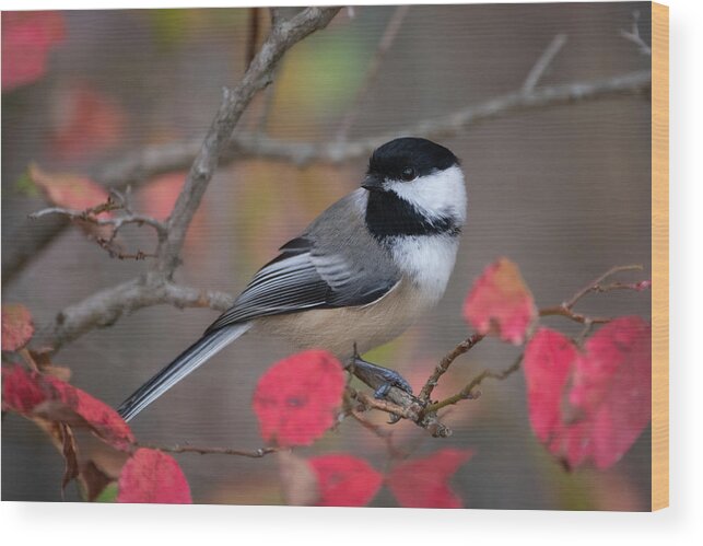 Bird Wood Print featuring the photograph Chickadee Close Call by Linda Bonaccorsi