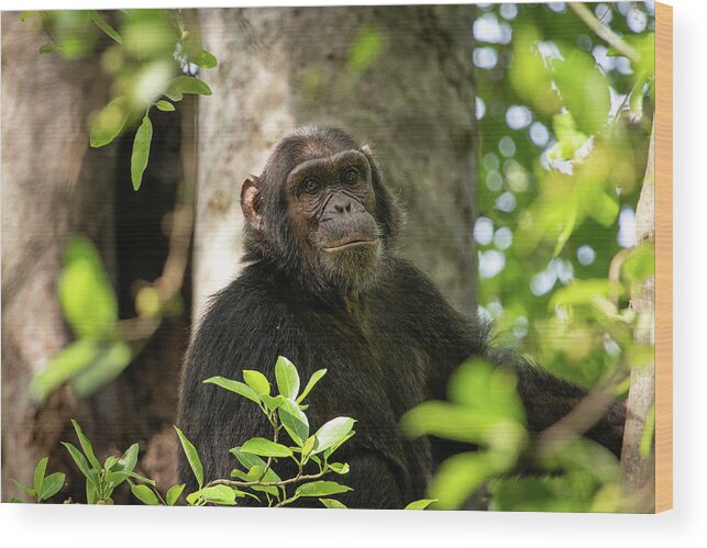Monkeys Wood Print featuring the photograph Chimp by Nicholas Phillipson
