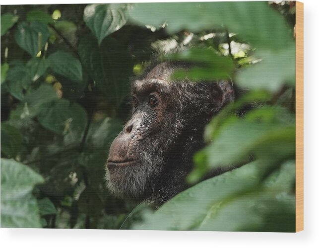 Chimpanzee Wood Print featuring the photograph Chimpanzee in Virunga by Melihat Veysal