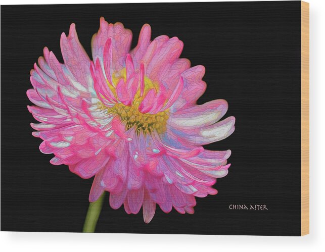 'china Aster' Wood Print featuring the photograph China Aster - mosaic by Sue Leonard