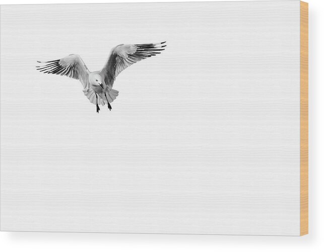 Seagull Looking Intensely Wood Print featuring the photograph Chip by Az Jackson