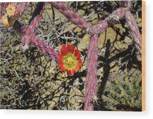 Cactus Wood Print featuring the photograph Cholla Cactus Blossom by Jason Judd