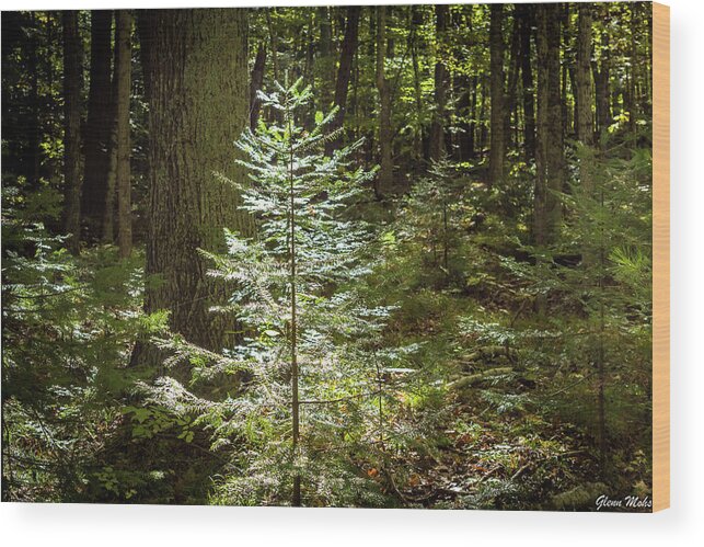 Christmas Wood Print featuring the photograph Christmas in the Forest by GLENN Mohs