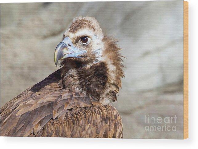 Cinereous Vulture Wood Print featuring the photograph Cinereous Vulture #1 by Shirley Dutchkowski